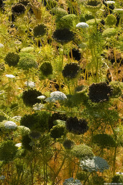 Imagem de Visnaga daucoides Gaertn.