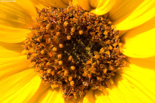 Image of common sunflower