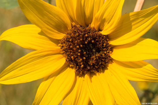 Image de tournesol