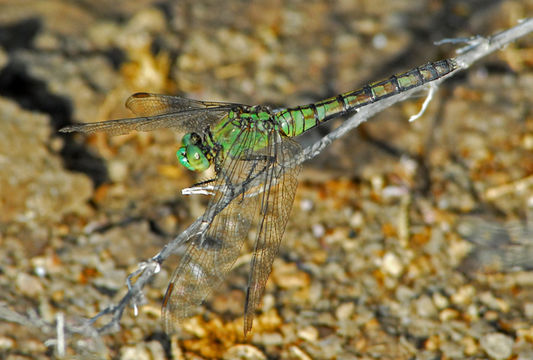 7.calphotos 0000 0000 0909 1075.580x360