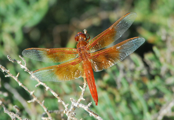 Image of Flame Skimmer