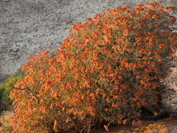 Imagem de Eriogonum arborescens Greene