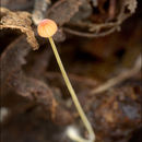 Image of Mycena acicula (Schaeff.) P. Kumm. 1871