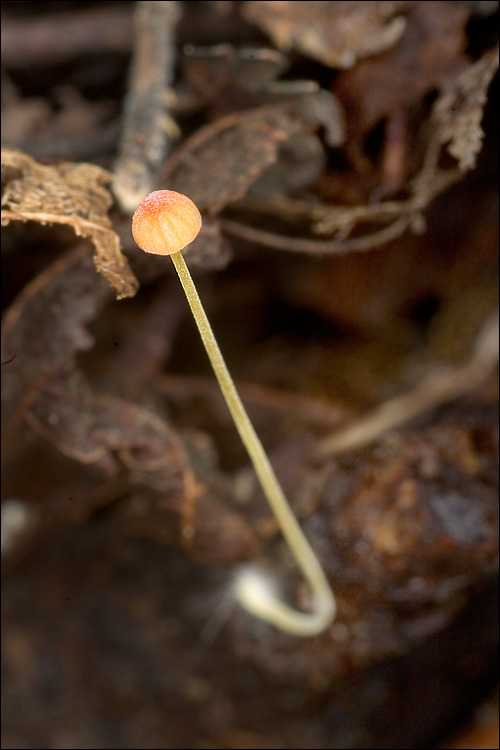 Image of Mycena acicula (Schaeff.) P. Kumm. 1871