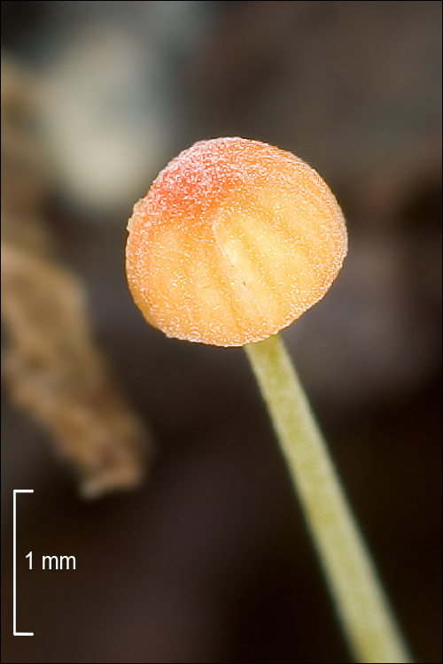 Image of Mycena acicula (Schaeff.) P. Kumm. 1871