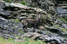 صورة <i>Capra <i>ibex</i></i> ibex