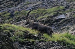 صورة <i>Capra <i>ibex</i></i> ibex