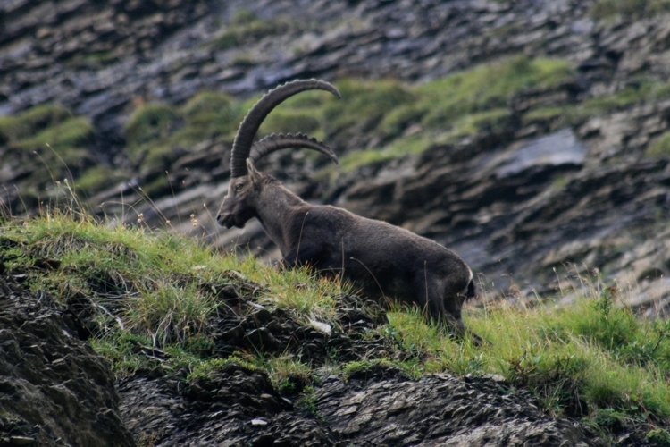 صورة <i>Capra <i>ibex</i></i> ibex