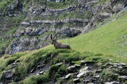 صورة <i>Capra <i>ibex</i></i> ibex