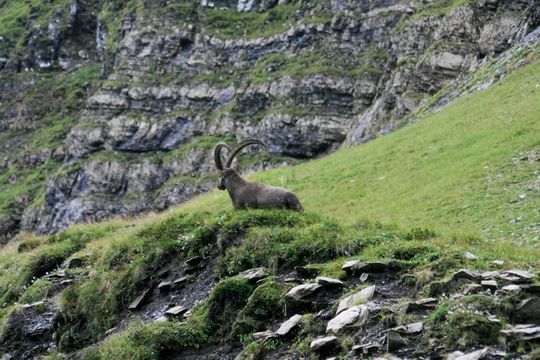 Image of <i>Capra <i>ibex</i></i> ibex