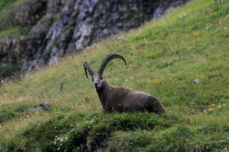 Image of <i>Capra <i>ibex</i></i> ibex