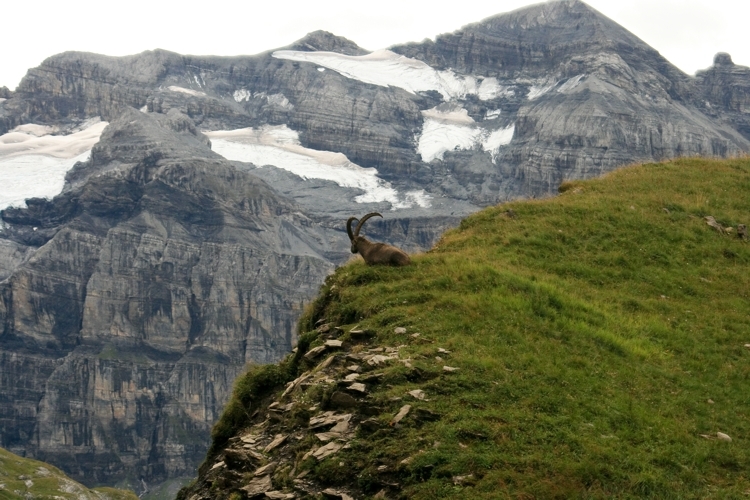 Image of <i>Capra <i>ibex</i></i> ibex