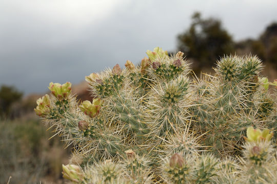 Image of Wiggins' cholla