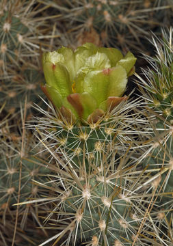 Image of Wiggins' cholla