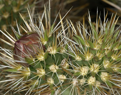 Image of Wiggins' cholla