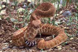 Image of Crotalus ruber ruber Cope 1892