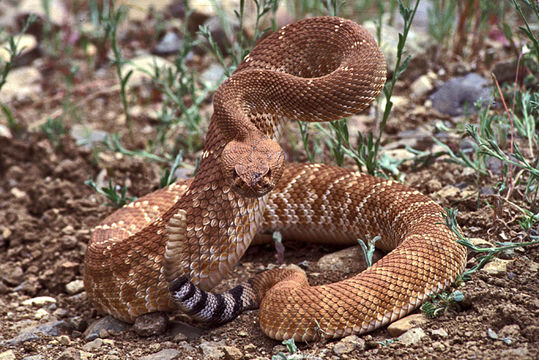 Image of Crotalus ruber ruber Cope 1892