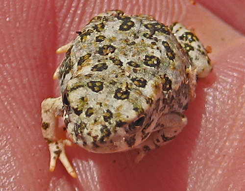 Image de Anaxyrus californicus (Camp 1915)