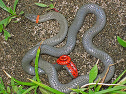 Image of Ring-necked Snake