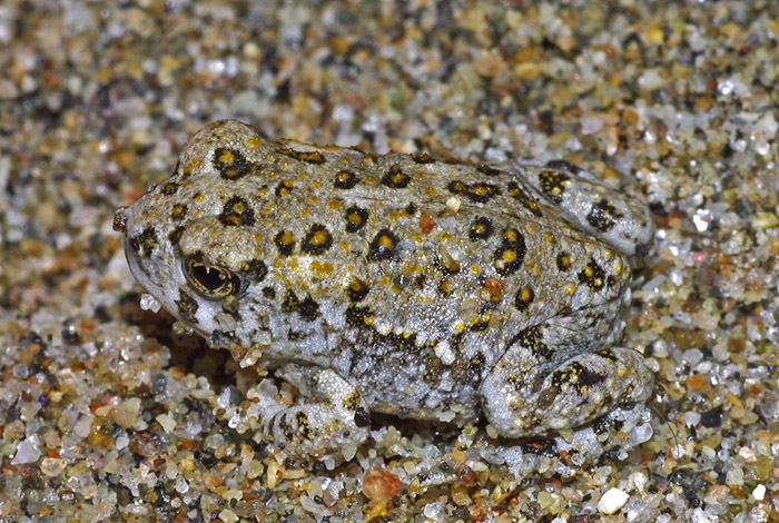 Image of Arroyo toad