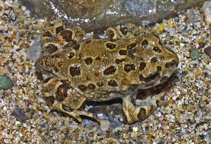 Image of western toad