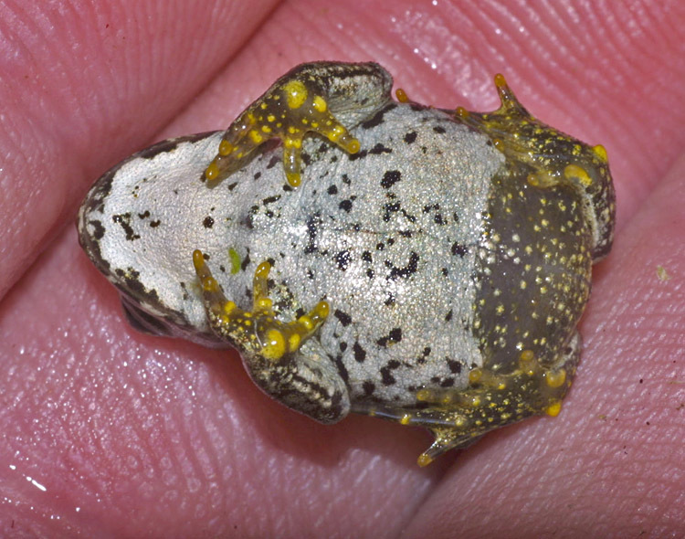 Image of western toad