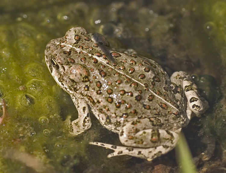 Image of western toad