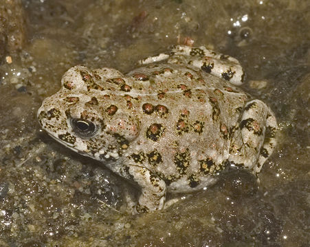 Image of western toad