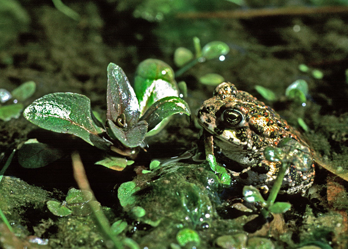 Image of western toad