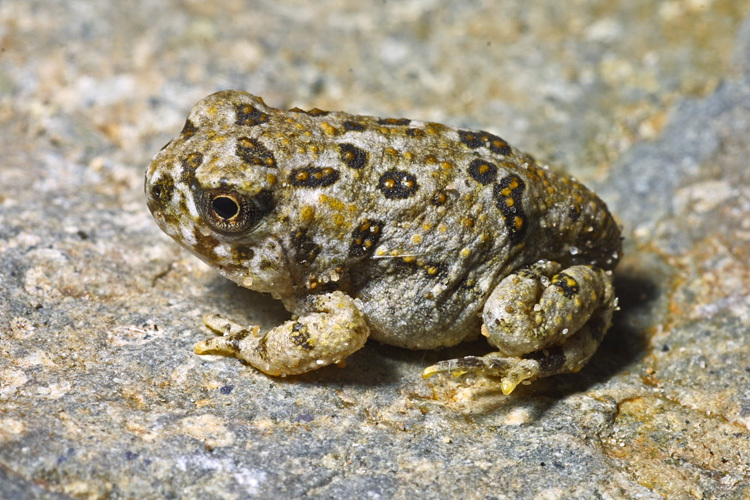 Image of Arroyo toad