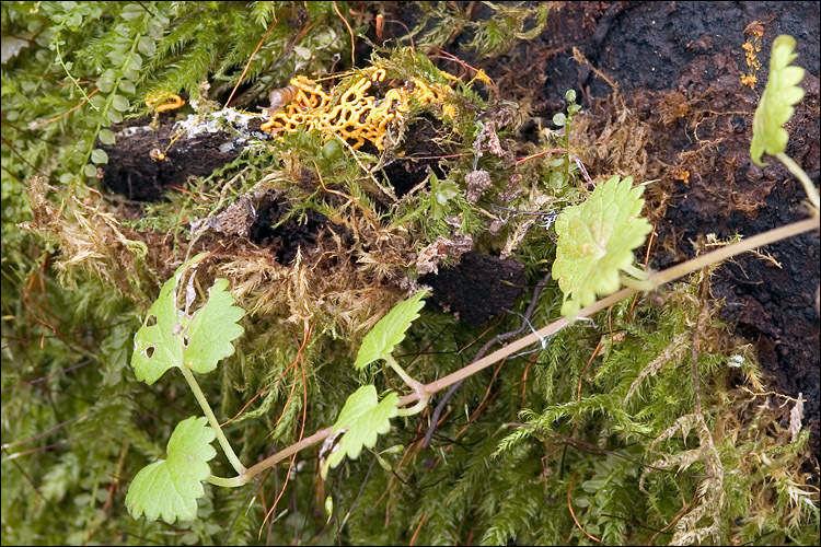 Image of Pretzel slime mold