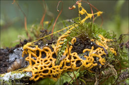 Image of Pretzel slime mold