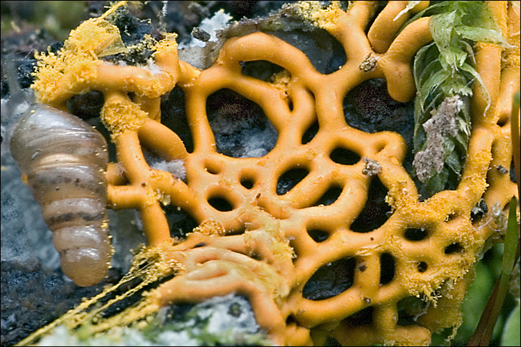 Image of Pretzel slime mold