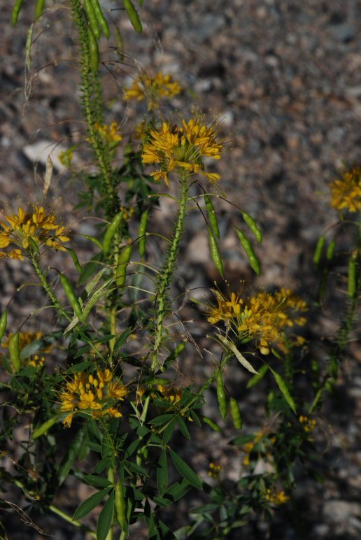 Image of <i>Cleome lutea</i>