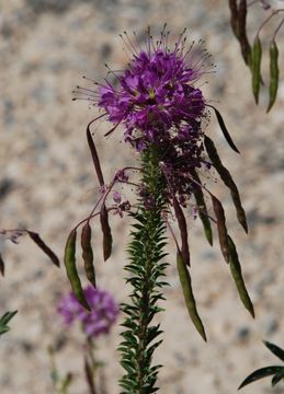 Image of <i>Cleome serrulata</i>