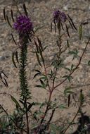 Image of Navajo spinach