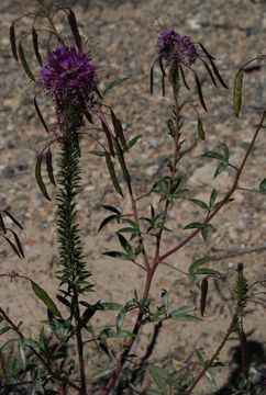 Image of <i>Cleome serrulata</i>