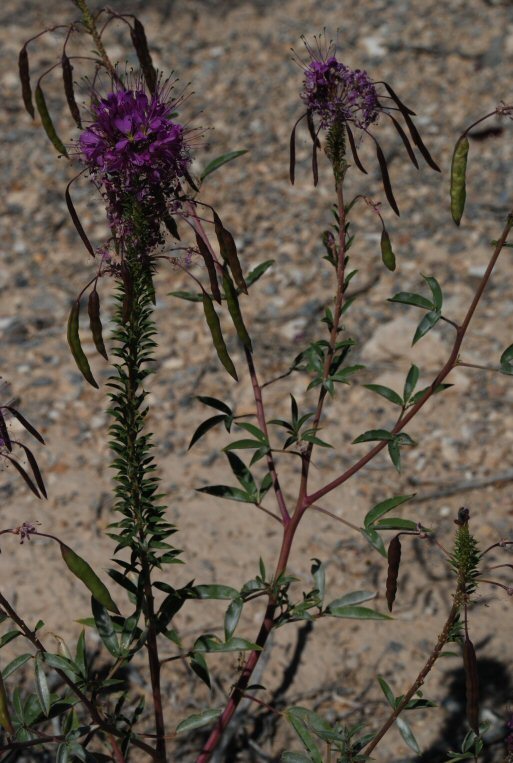 Image of Navajo spinach