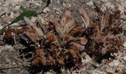 Image of <i>Orobanche corymbosa</i>