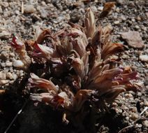 Image of <i>Orobanche corymbosa</i>