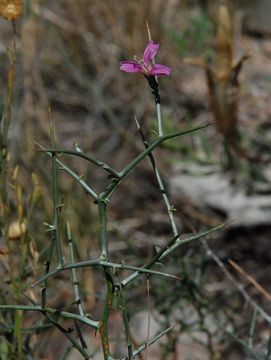 Plancia ëd Pleiacanthus spinosus (Nutt.) Rydb.