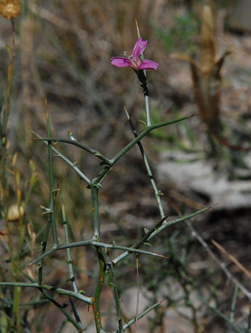 Image of thorn skeletonweed