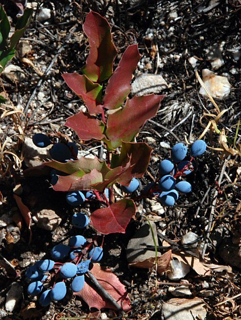 Image of <i>Berberis aquifolium</i> var. <i>repens</i>