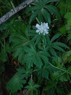 Image of white checkerbloom