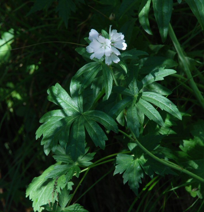 Image of white checkerbloom