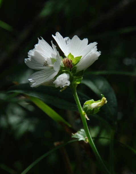 Image of white checkerbloom
