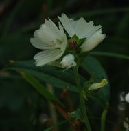 Sivun Sidalcea candida A. Gray kuva