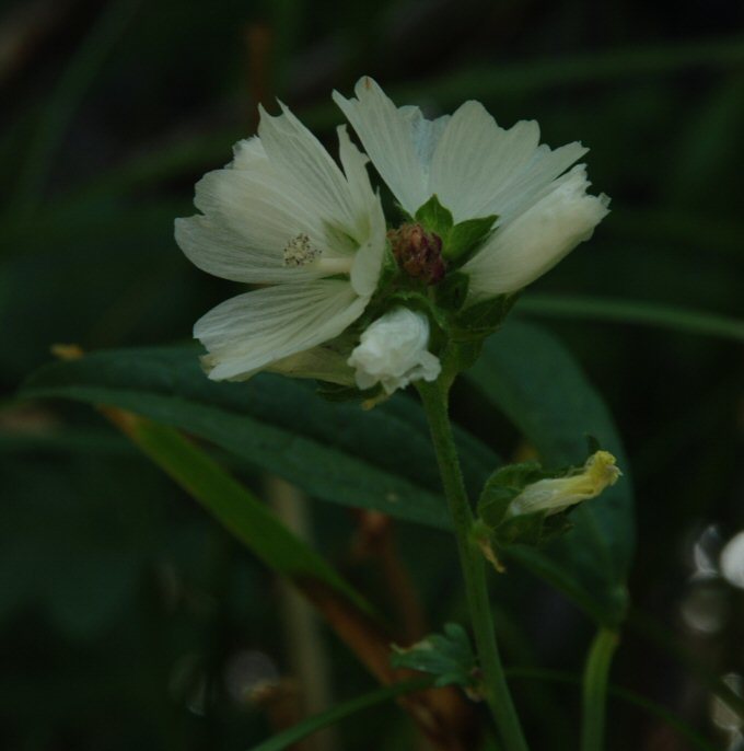 Image of white checkerbloom