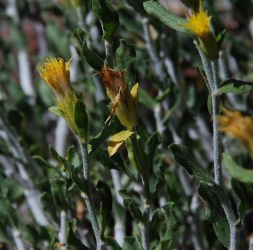 Image of whitestem goldenbush