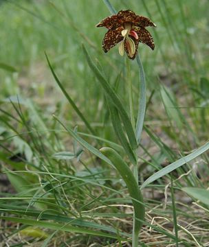 Image of spotted fritillary